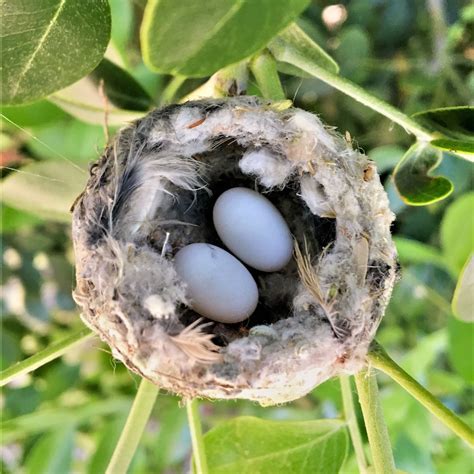 Hummingbird eggs - Bee hummingbirds reach sexual maturity at one year of age. Male bee hummingbirds court females with sound from tail‐feathers, which flutter during display dives. The bee hummingbird's breeding season is March–June, with the female laying one or two eggs.